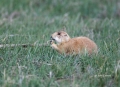Prairie-Dog;Cynomys-lodovicianus;one-animal;close-up;color-image;photography;day