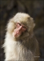 Japanese-Macaque;Snow-Monkey;Macaca-fuscata;Japanese-Snow-Monkey;One;one-animal;