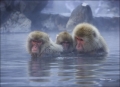 Japanese-Macaque;Snow-Monkey;Macaca-fuscata;one-animal;close-up;color-image;nobo