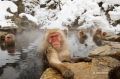 Japan;Japanese-Macaque;Japanese-Snow-Monkey;Snow-Monkey;Macaca-fuscata;Narita;Sn
