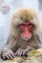 Japan;Japanese-Macaque;Japanese-Snow-Monkey;Snow-Monkey;Macaca-fuscata;Narita;Sn