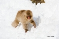 Japan;Japanese-Macaque;Japanese-Snow-Monkey;Snow-Monkey;Macaca-fuscata;Narita;On