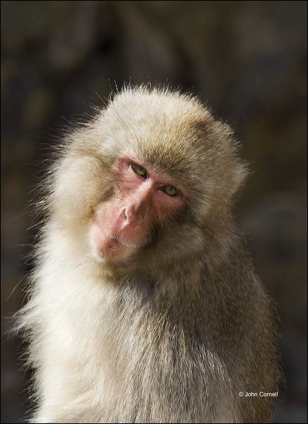 Japanese Macaque;Snow Monkey;Macaca fuscata;Japanese Snow Monkey;One;one animal;outdoors;outside;untamed;wild;color;color photograph;daytime;close up;color image;photography;animals in the wild;wilderness;watching;watchful;Primate;Fur;Furry;Close up