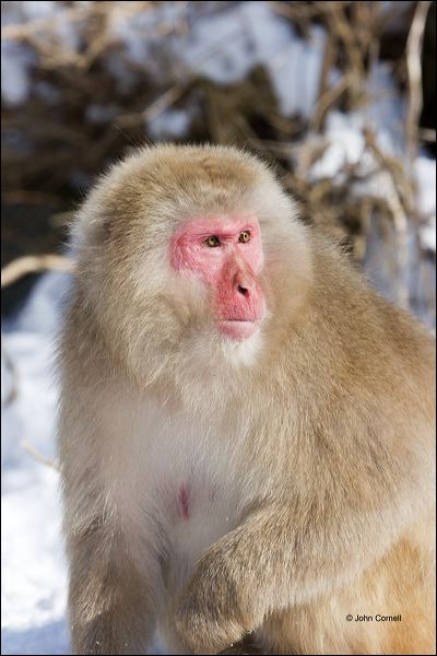 Japanese Macaque;Snow Monkey;Macaca fuscata;Japanese Snow Monkey;Nihon-zaru