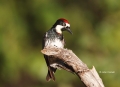 Acorn-Woodpecker;Woodpecker;Melanerpes-formicivorus;One;one-animal;avifauna;bird