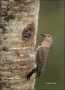 Northern-Flicker;Flicker;Nest-Hole;Chick;Florida;Southeast-USA;Female;Colaptes-a