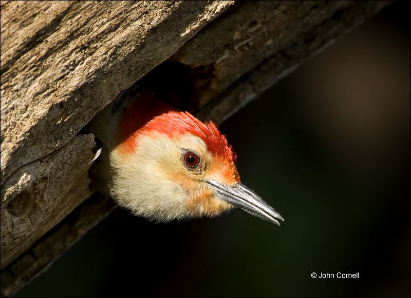 Red-bellied Woodpecker;Florida;Everglades;Woodpecker;Nest Hole;Melanerpes carolinus;one animal;close-up;color image;nobody;photography;day;outdoors. Wildlife;birds;animals in the wild;Nest
