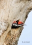 Woodpecker;Dryocopus-pileatus;Pileated-Woodpecker;two-animals;avifauna;bird;bird