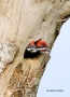 Woodpecker;Dryocopus-pileatus;Pileated-Woodpecker;two-animals;avifauna;bird;bird