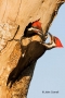 Woodpecker;Dryocopus-pileatus;Pileated-Woodpecker;Pair-of-Birds;aerie;eyrie;home