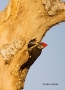 Pileated_Woodpecker