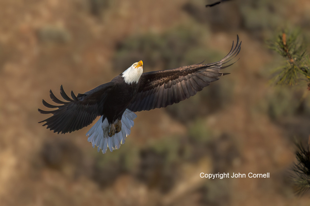 Bald Eagle (Haliaeetus leucocephalus) in flight._Copyright John Cornell