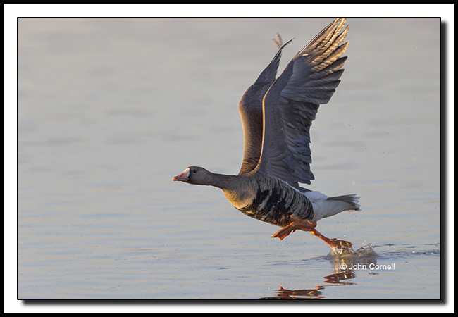 Greater White-fronted Goose (Anser albifrons) taking off._Copyright John Cornell