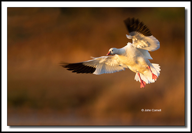 Ross's Goose (Chen rossii) landing at sunset._Copyright John Cornell