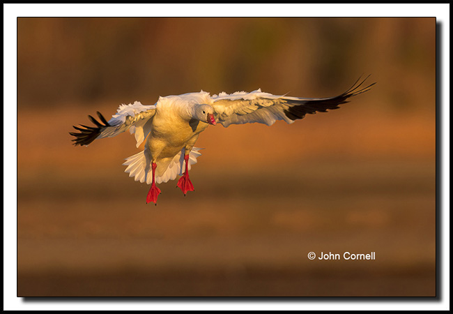 Ross's Goose (Chen rossii) in flight preparing to land.