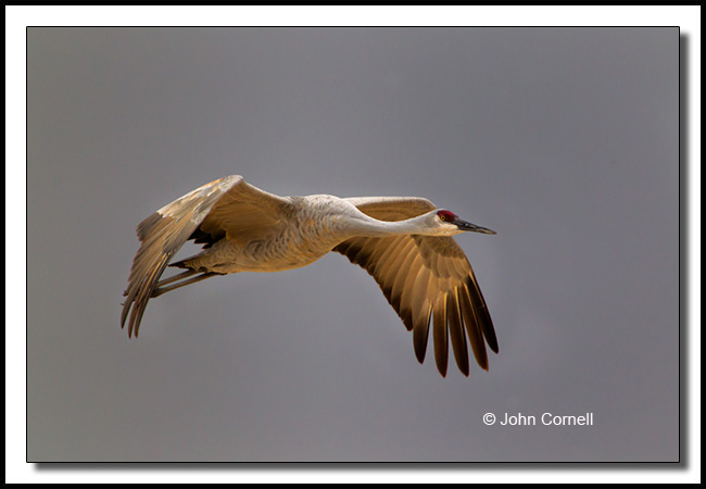 Sandhill Crane (Grus canadensis) in flight._Copyright John Cornell