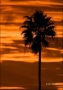 Sunset;Clouds;Palm-Tree;Sky;Silhouette
