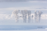 Fog;Frost;Frozen-Trees;Lamar-Valley;Scenic;Snow;Trees;Winter;Yellowstone-Nationa