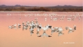Snow-Goose;Goose;Chen-caerulescens;Sunset;Snow-Geese;New-Mexico;Water