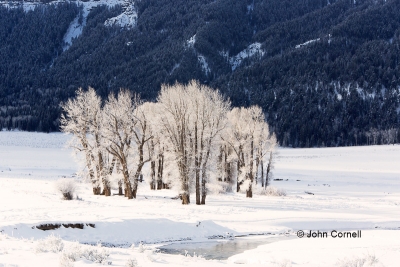 Frozen-Trees;Lamar-Valley;Scenic;Snow;Winter;Yellowstone-National-Park;Yellowsto