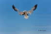 Flying-Bird;Gannet;Morus-bassanus;Nest;Nesting;Nesting-Bird;Northern-Gannet;acti