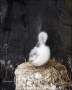 Kittiwake;Black-legged-Kittiwake;Rissa-tridactyla;Nest;Chick;one-animal;close-up