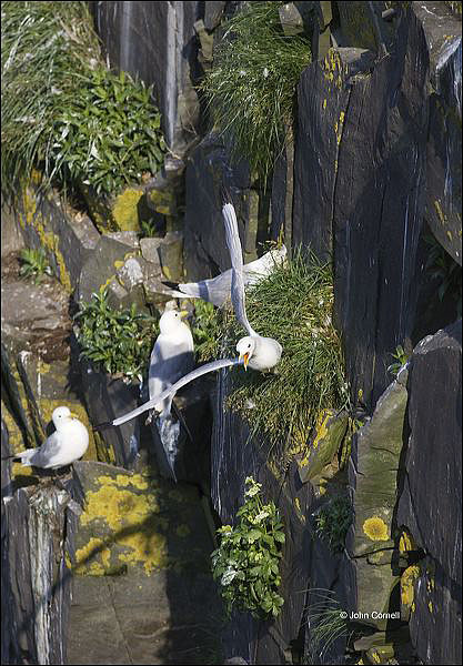 Black-legged Kittiwake;Kittiwake;Black legged Kittiwake;Rissa tridactyla;Flock;close-up;color image;photography;day;birds;animals in the wild;Newfoundland;outdoors;Wildlife;Parent;chick;chicks;bond;bonding;close;closeness;cute;families;family;fledgling;immature;innocence;innocent;juvenile;juveniles;maternal;mates;nurture;nurturing;parent;parenting;partner;partnering;protection;relationship;together;togetherness;youth