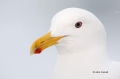 Glaucous-winged-Gull;Gull;Larus-glaucescens;Japan;One;one-animal;avifauna;bird;b