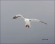 Glaucous-winged_Gull