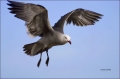 California;Southwest-USA;Heermanns-Gull;Gull;Flight;Heermanns-Gull;Larus-heerman