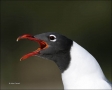 Laughing-Gull;Gull;Larus-atricilla;Breeding-Plumage;portrait;one-animal;close-up
