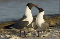 Florida;Southeast-USA;Laughing-Gull;Gull;Larus-atricilla;Two-animals;close-up;co