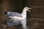 Herring-Gull;Lake-Tahoe;Larus-argentatus;One;Taylor-Creek;avifauna;bird;birds;co