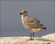 Herring-Gull;Gull;Larus-argentatus;Juvenile;One;avifauna;bird;birds;feather;feat