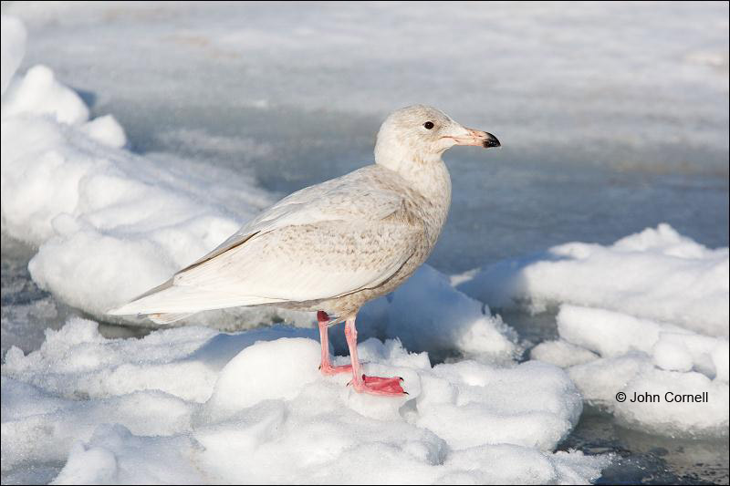 Gull;Japan;Larus hyperboreus;Glaucous Gull;One;avifauna;bird;birds;feather;feathered;feathers;nature;outdoor;outdoors;wild;wilderness;wildlife;color photograph;color image;natural;Sea of Okhotsk;Hokkaido;Pack Ice