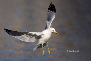 Flying-Bird;Larus-delawarensis;One;Photography;Ring-billed-Gull;action;active;al