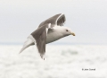 Gull;Larus-schistisagus;Slaty-backed-Gull;Flying-bird;action;aloft;behavior;flig