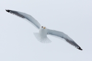 Animals-in-the-Wild;Flying-Bird;Gull;Japan;Larus-schistisagus;Photography;Sea-of