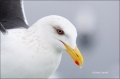 Slaty-backed-Gull;Larus-schistisagus;Gull;Japan;One;one-animal;avifauna;bird;bir
