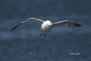 Flying-Bird;Larus-occidentalis;One;Photography;Western-Gull;action;active;aloft;