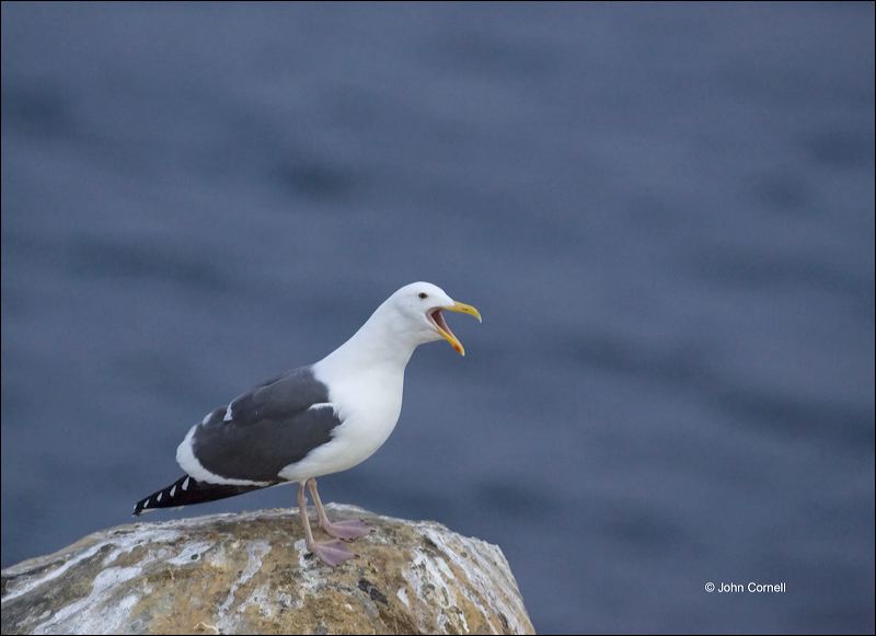 California;Southern;USA;Western Gull;Gull;Larus occidentalis;one animal;close-up;color image;photography;day;outdoors. Wildlife;birds;animals in the wild