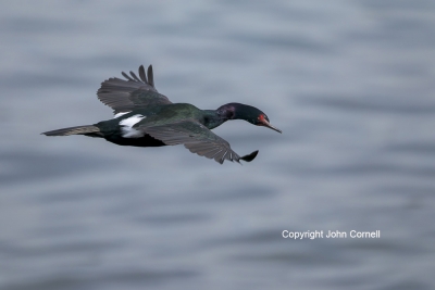 Flying-Bird;Pelagic-Cormorant;Phalacrocorax-pelagicus;Photography;action;active;