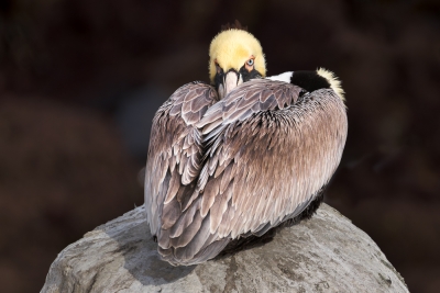 Brown-Pelican;One;Pelecanus-occidentalis;Pelican;avifauna;bird;birds;color-image