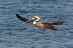 Brown-Pelican;Flying-Bird;One;Pelecanus-occidentalis;Pelican;Photography;action;