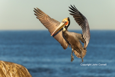 Brown-Pelican;Flying-Bird;Pelecanus-occidentalis;Pelican;Photography;action;acti