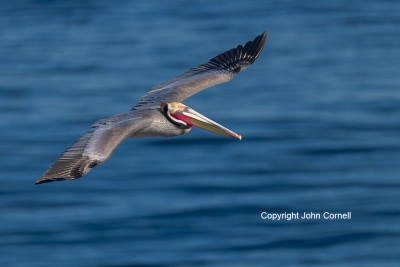 Brown-Pelican;Flying-Bird;Pelecanus-occidentalis;Pelican;Photography;action;acti