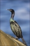 Pelagic-Cormorant;California;Phalacrocorax-penicillatus;one-animal;close-up;colo