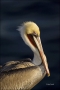 California;Brown-Pelican;Pelican;Southwest-USA;Pelecanus-occidentalis;portrait;o