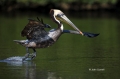 Brown-Pelican;Pelican;Pelecanus-occidentalis;Flying-Bird;action;active;aerodynam