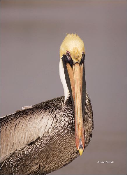 Brown Pelican;Pelican;Pelecanus occidentalis;portrait;one animal;close-up;color image;nobody;photography;day;outdoors. Wildlife;birds;animals in the wild;watchful